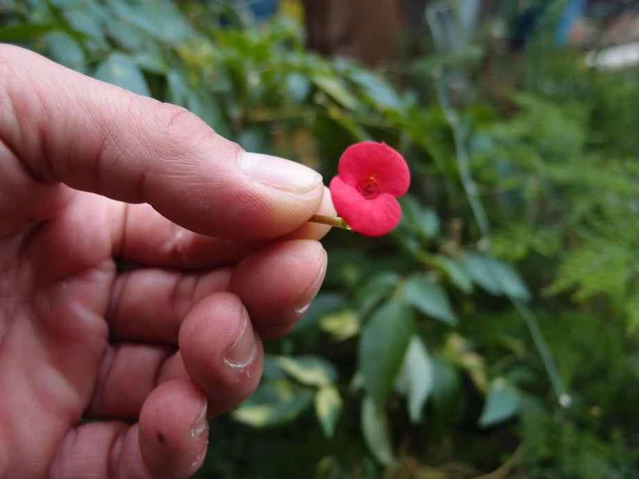 Shrieking Violet | Poppy Ring